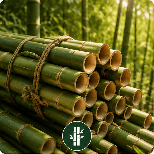 Bamboo Trading
